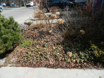 Toronto Leslieville Spring Front Yard Cleanup Before by Paul Jung Gardening Services--a Toronto Gardening Company