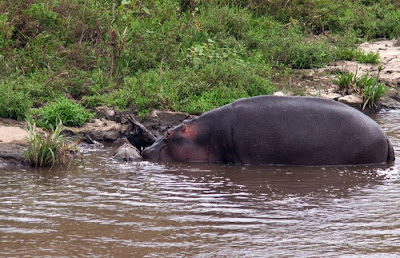 Amazing Story In Kenya Antelope Saved by a Hippo Seen On www.coolpicturegallery.us