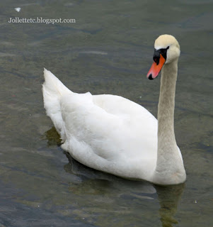 Swan on Lake Lucerne 2019 https://jollettetc.blogspot.com