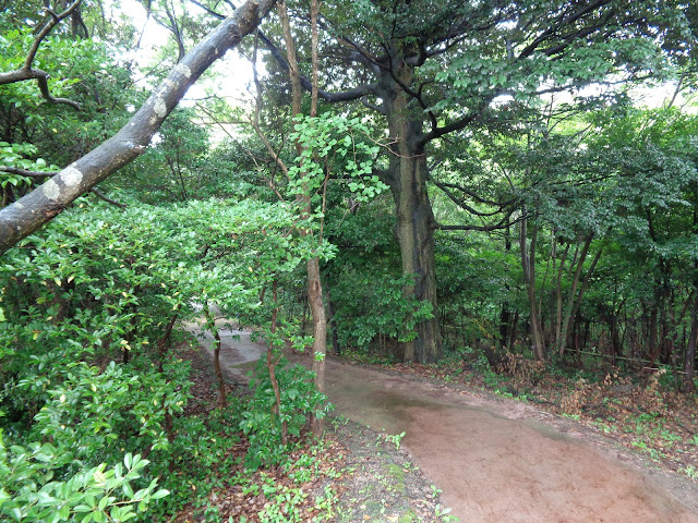 弥生の森　遊歩道