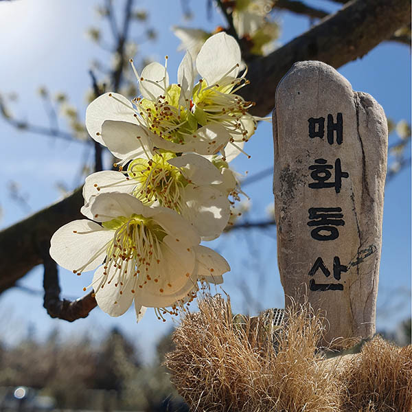 인천 아라뱃길 매화동산에 활짝 핀 매화 3월31일 개화현황 매화정원