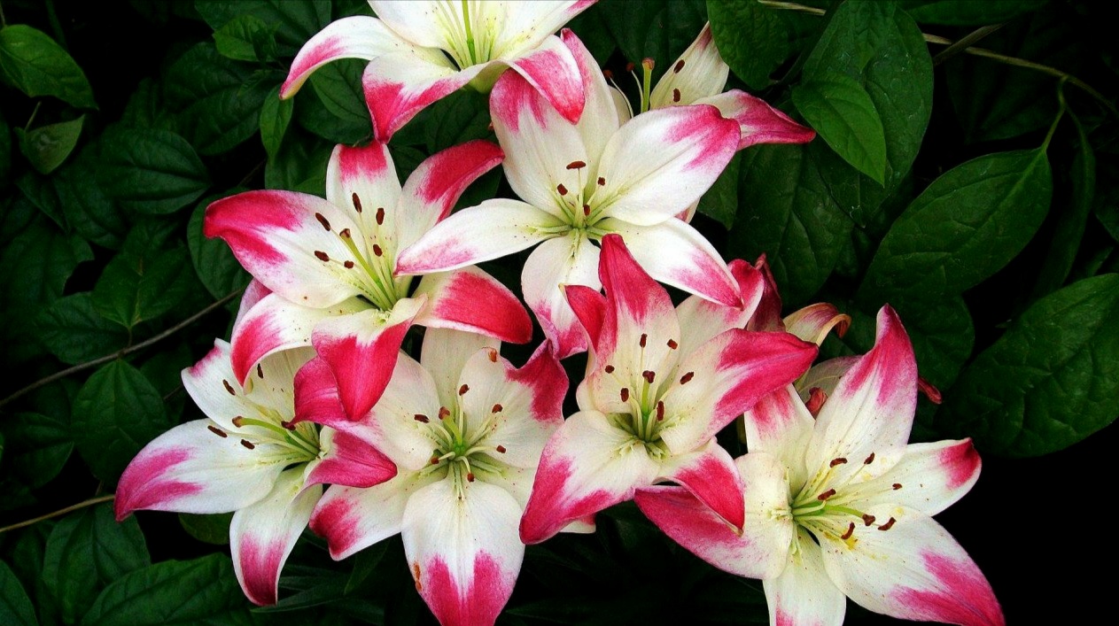 kumpulan gambar  bunga  melati  yang  indah dan cantik  blog 