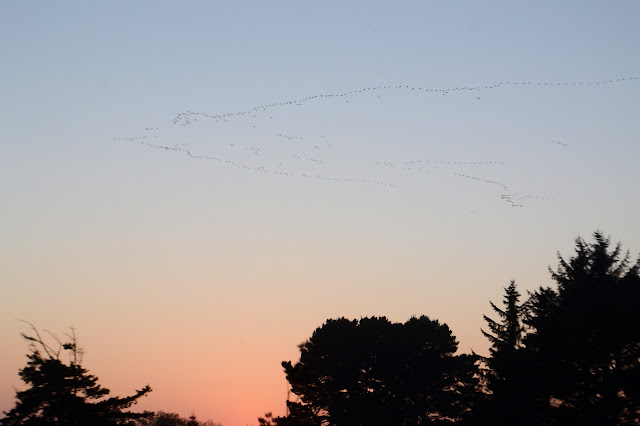 winding lines of geese over the cypress