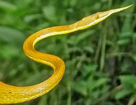 Langaha Nasuta (Malagasy leaf-nosed snake)