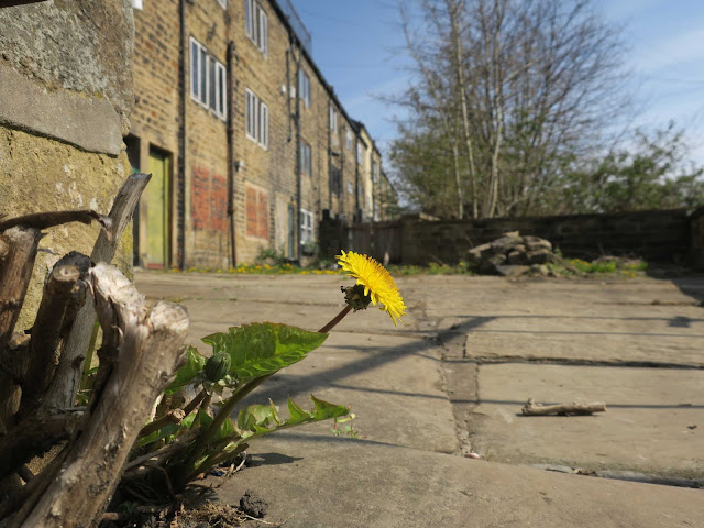 Dandelion and old buildings. Sowerby Bridge. 17th April 2021.