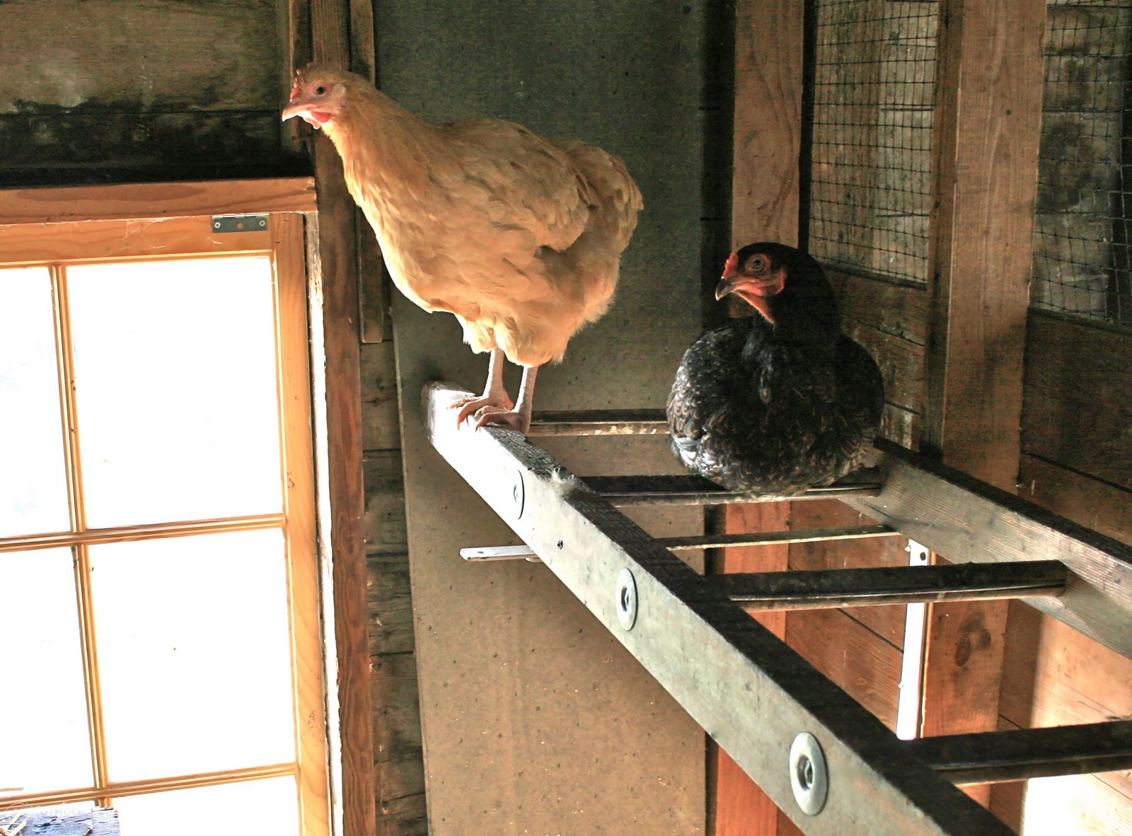 ... chicken coop. A sturdy, rustic bookshelf from a thrift store, flipped