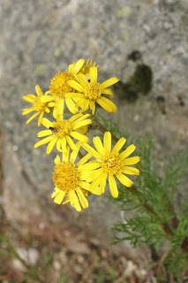 Séneçon à feuilles d'aurone - Jacobaea abrotanifolia - Senecio abrotanifolius var tirolensis 