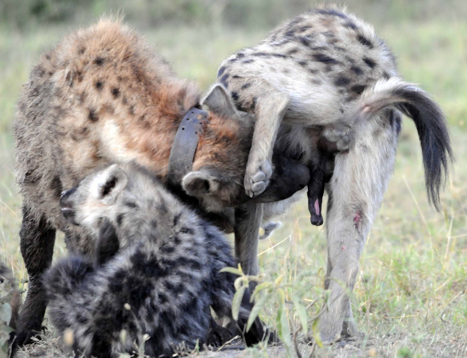 Marmot minutes: News Story on Hyenas Greeting their 