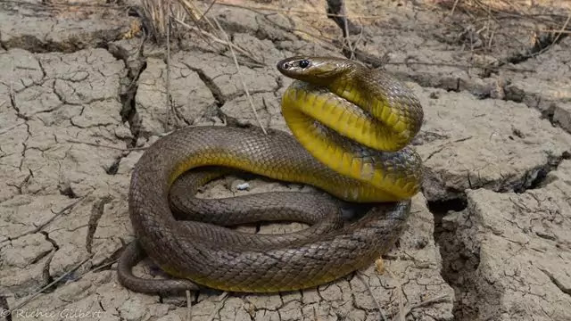 Top 10 Most Venomous Snakes in the World