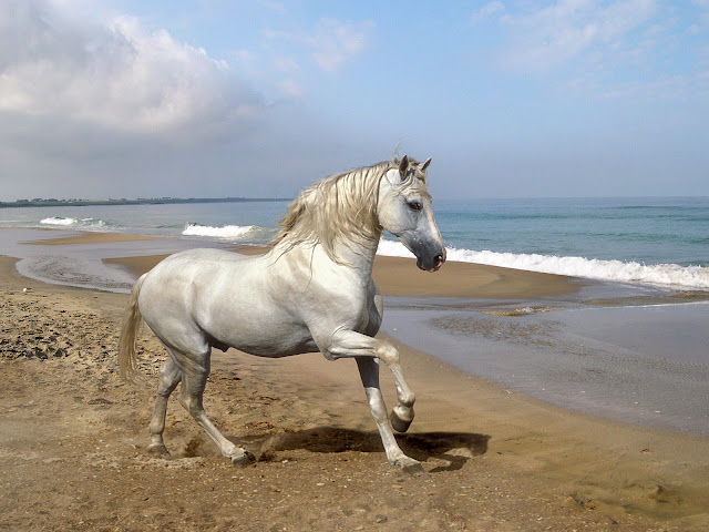 White Horse on beach