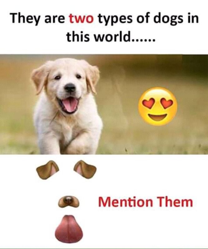 They are two types in the world! - Funny Dog Memes, pictures, photos, images, pics, captions, jokes, quotes, wishes, quotes, SMS, status, messages, wallpapers.