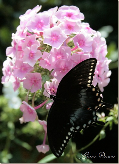 Phlox3_Butterfly