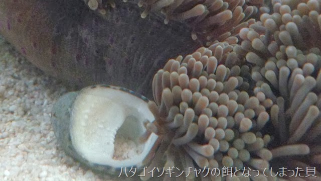 象と散歩 初心者のイソギンチャクとカクレクマノミの共生飼育