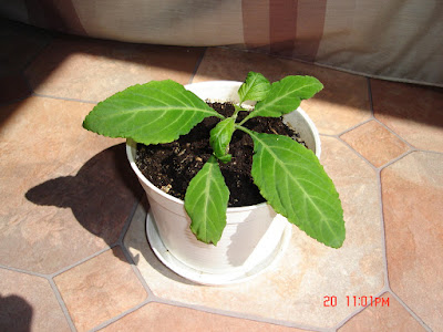 Salvia divinorum - Diviner's sage care and culture