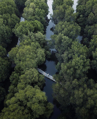 hutan mangrove yang terletak di Desa Muara, Kecamatan Teluknaga, Kabupaten Tangerang yang dulunya tidak produktif kini menjadi tempat harapan bagi para nelayan dan warga