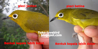 perbedaan bentuk kepala pleci jantan dan betina