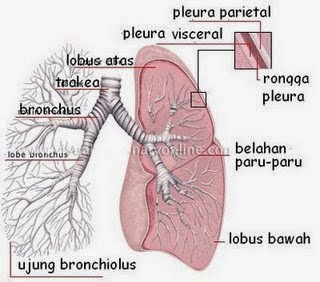 FOTO OBAT PARU PARU