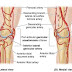 Blood supply of the knee joint. 