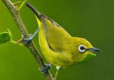 Kumpulan Semua Jenis Burung Pleci Paling Lengkap Dengan 