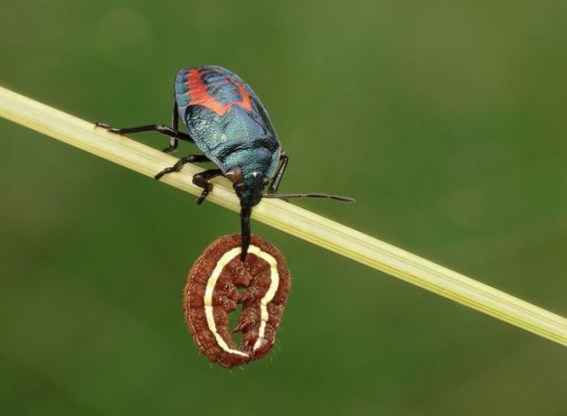 Amazing High Quality Photos Of Insects Seen On www.coolpicturegallery.us