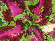 Coleus are colorful ornamental plants with variegated leaves which have . (dsc )