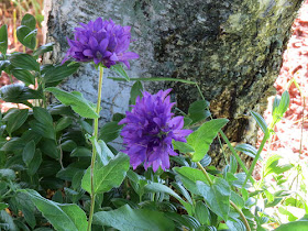 globe campanula