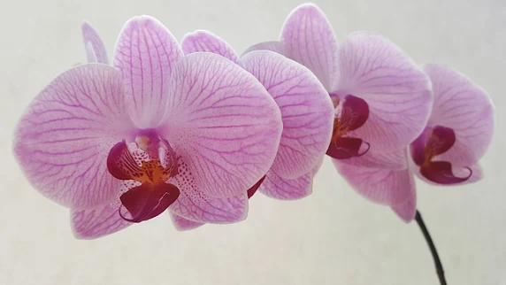 Orquídea - natureza