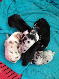 Australian Shepherd litter