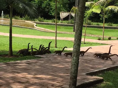 gatos rabos dinossauros