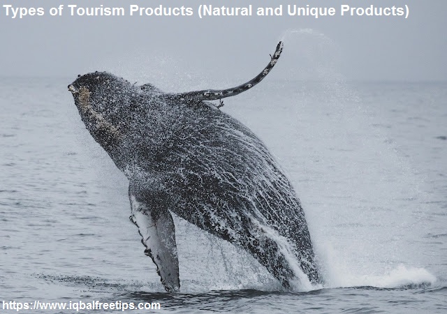 Types of Tourism Products Whale Watching