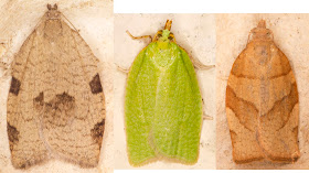 Tortricidae in the West Wickham Common light trap.  Lozotaenia forsteriana; Green Oak Tortrix, Tortrix viridana; Barred Fruit-tree Tortrix, Pandemis cerasana.  29 June 2013.