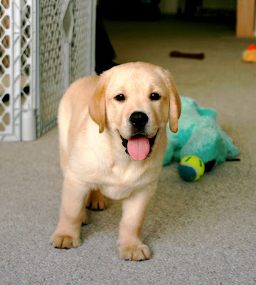 yellow lab puppies wallpaper. Stud dog stock photo puppies