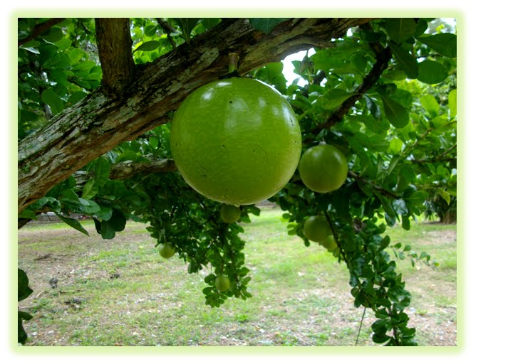 25+ Konsep Terkini Buah Kayu