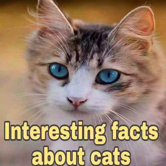 Cool and interesting facts about cats, which will surprise you 