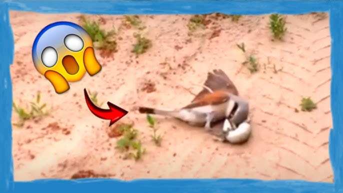 Animais que mexeram com o oponente errado!
