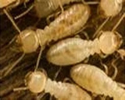 termite control Hamilton