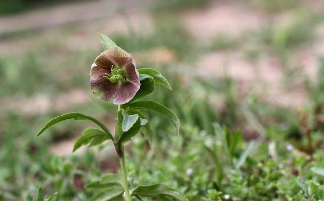 Lenten Rose Flowers