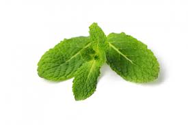 Mint leaves