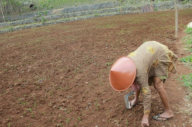 Hujan tak Kunjung Turun dan Gerombolan Kera Para Petani Terancam Gagal Panen 