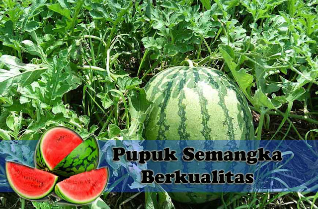 Pupuk Yang Bagus Untuk Tanaman Semangka