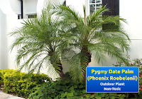 Pygmy Date Palm (Phoenix Roebelenii)