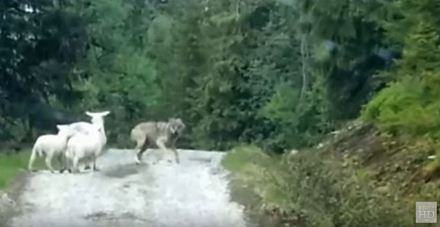 Λύκους να κυνηγάνε πρόβατα έχεις δει…ΠΡΟΒΑΤΑ να κυνηγάνε λύκο έχεις δει;  [ΒΙΝΤΕΟ