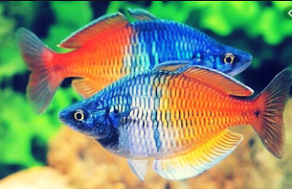 Ikan hias Rainbow