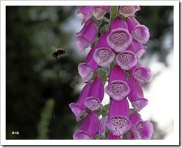 Vingerhoedskruid en hommel