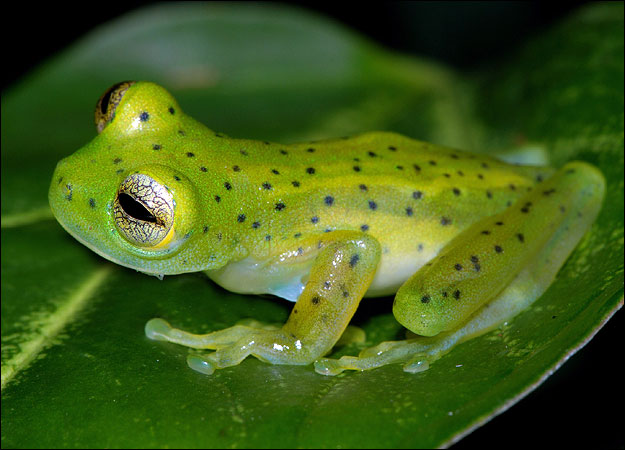 Gambar Katak Yang Pelik  Oh pochott