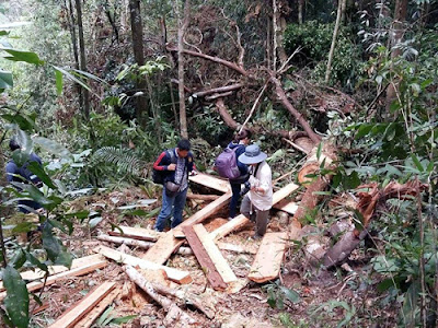 Chủ tịch Quảng Nam: Vụ phá rừng pơ mu có dấu hiệu bao che, dung túng