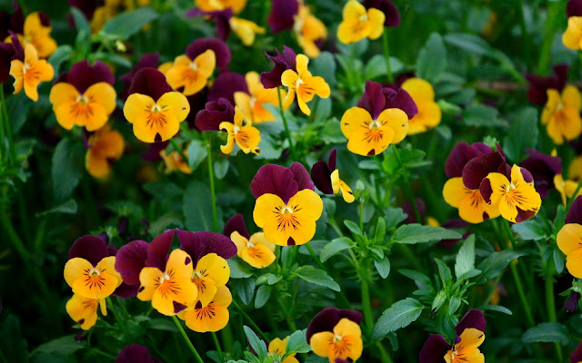 Flores Amarillas - Yellow Flowers