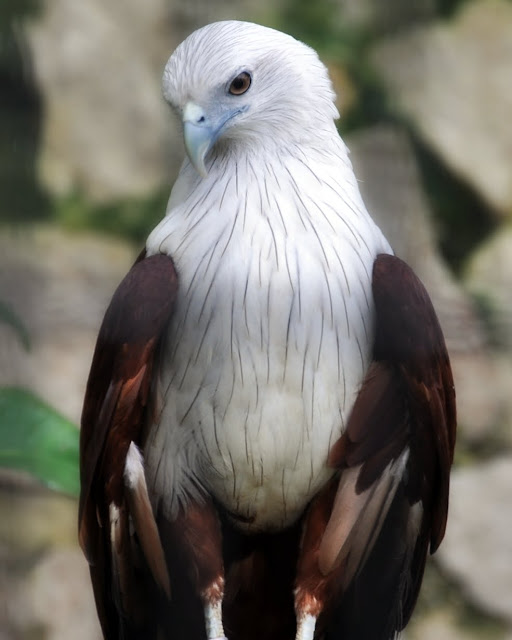 The African Fish Eagle – Kleptoparasite Extraordinaire