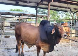 Unnoto jater gorur pic | উন্নত জাতের গরুর ছবি