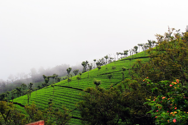 Tea estate Slopes near Ellithorai